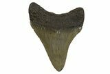 Serrated, Juvenile Megalodon Tooth - South Carolina #310105-1